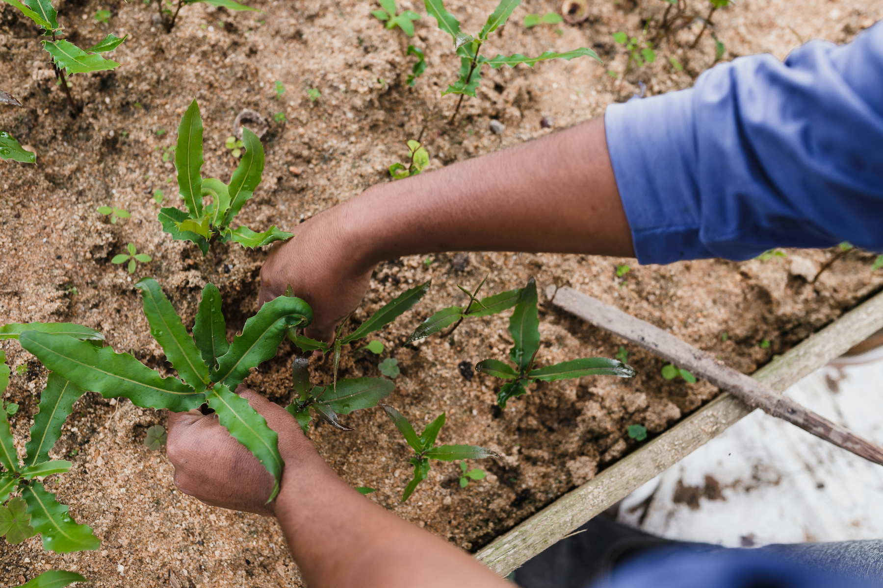 Plantas daninhas ameaçam exportações e exigem manejo rigoroso no campo