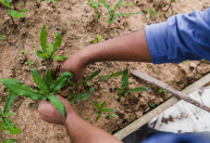 Plantas daninhas ameaçam exportações e exigem manejo rigoroso no campo