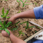 Plantas daninhas ameaçam exportações e exigem manejo rigoroso no campo