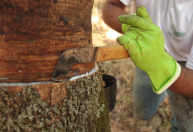 Preço da borracha natural sobe em março com alta internacional e custos logísticos