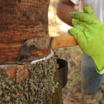 Preço da borracha natural sobe em março com alta internacional e custos logísticos