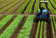 Governo divulga calendário de semeadura e vazio sanitário da soja