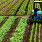 Governo divulga calendário de semeadura e vazio sanitário da soja