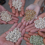 Feijão-caupi avança no Sul e pode virar alternativa à soja