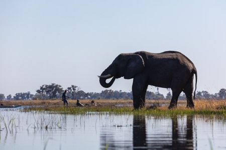 Elefante africano no delta del Okavango, Botsuana • Diego Delso, CC BY-SA 4.0, via Wikimedia Commons