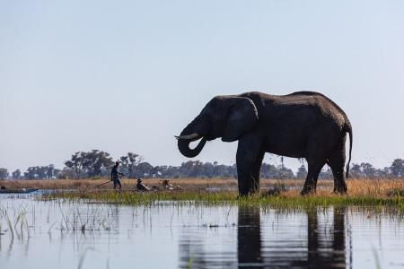 Elefante africano no delta del Okavango, Botsuana • Diego Delso, CC BY-SA 4.0, via Wikimedia Commons
