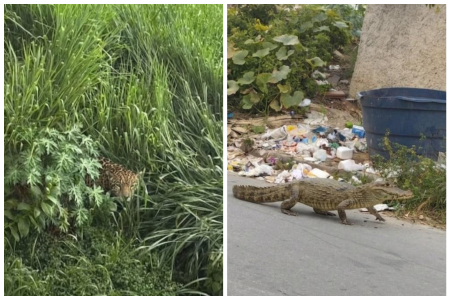 Imagens geradas por IA