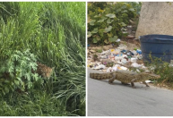 'Onça no Gutierrez, jacaré em Santa Luzia': imagens de IA causam prejuízo aos bombeiros em MG