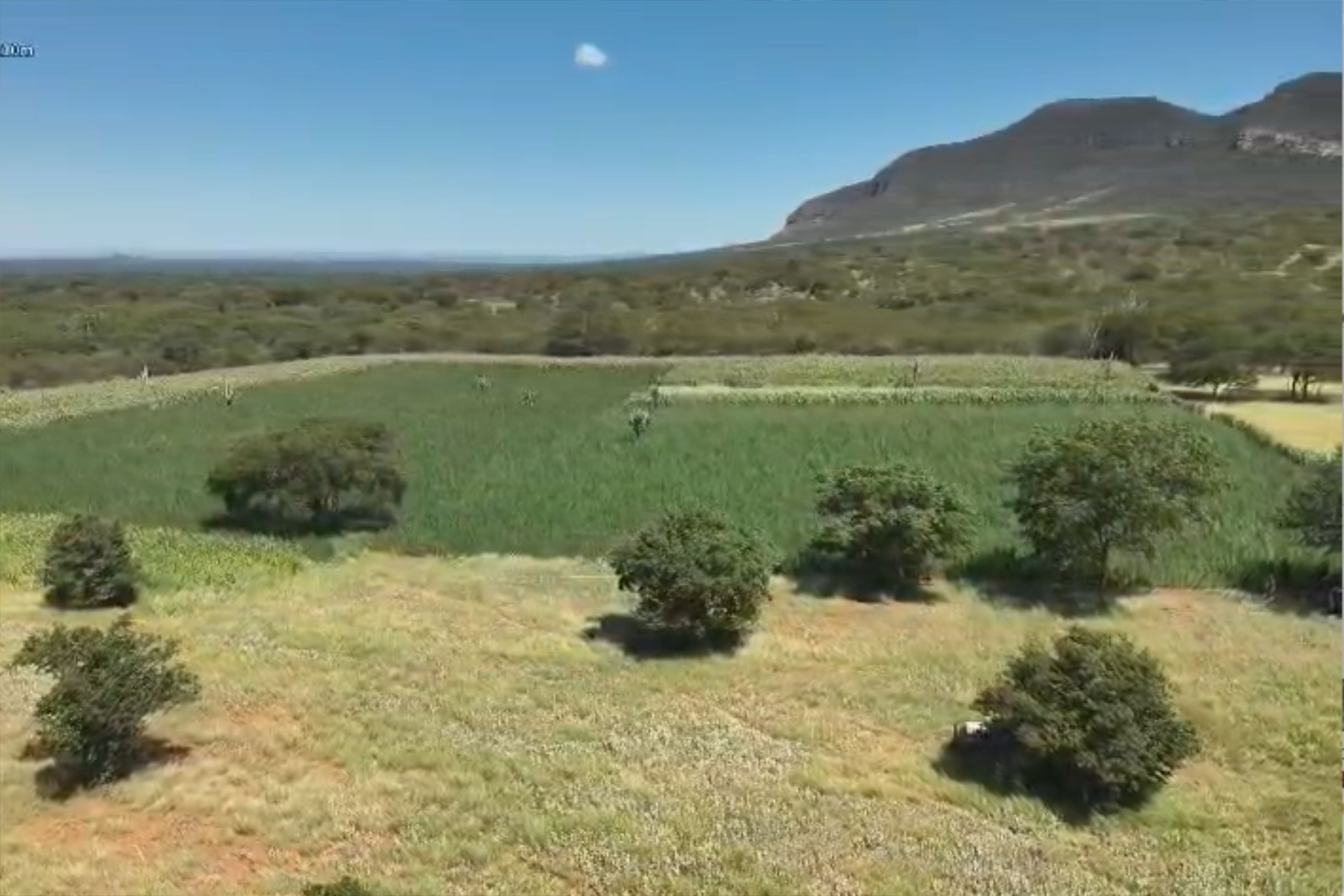 Casal é preso suspeito de administrar plantação com 300 mil pés de maconha na Bahia