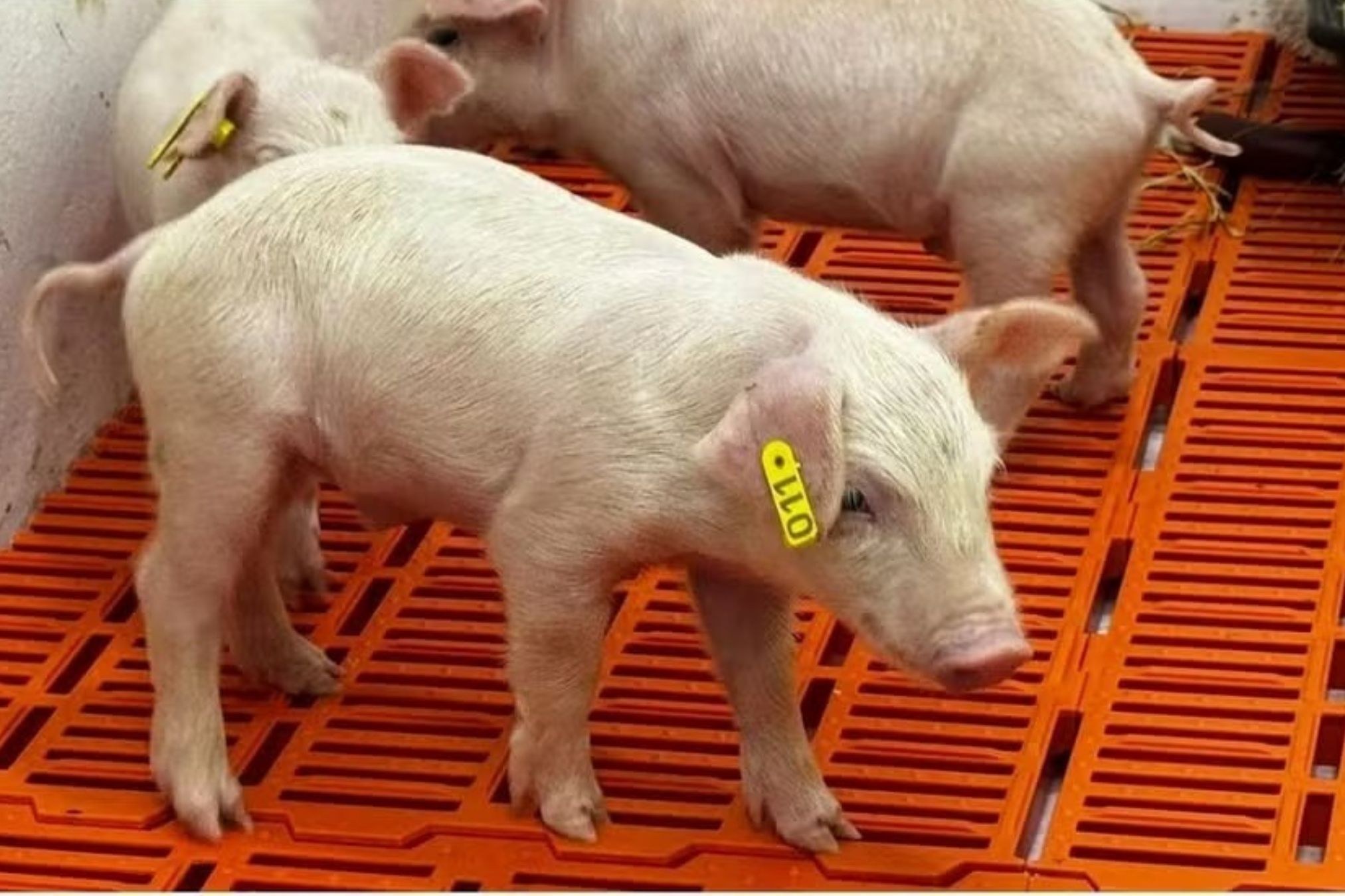 Demanda aquecida impulsiona primeira alta do suíno vivo desde maio
