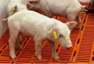 Primeiro clone suíno da América Latina nasce em SP: avanço promete órgãos para humanos