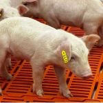 Primeiro clone suíno da América Latina nasce em SP: avanço promete órgãos para humanos