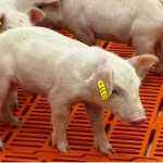 Demanda aquecida impulsiona primeira alta do suíno vivo desde maio