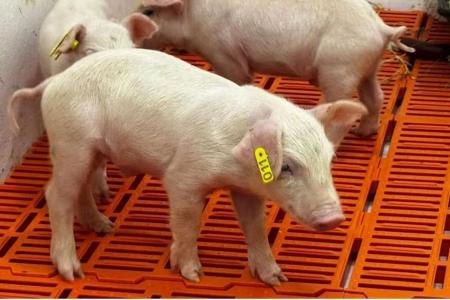 Suíno em granja, em pé dentro de baia, representando a produção de carne suína no Brasil.