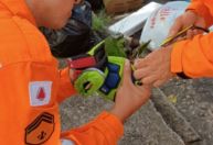 Maritaca tem pata amputada após ficar presa em linha com cerol em MG