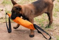 Prazo para escolher nome de nova cadela da Guarda de BH é estendido
