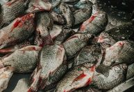 Minas importa tilápia do Vietnã mesmo com vírus letal e recorde de produção