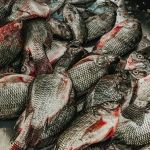 Minas importa tilápia do Vietnã mesmo com vírus letal e recorde de produção