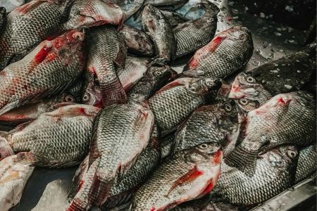 Minas importa tilápia do Vietnã mesmo com vírus letal e recorde de produção