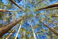 Justiça manda produtores indenizarem vizinho por agrotóxico em MG