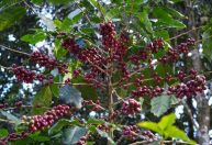 Colheita de café se aproxima e pressiona preços do grão no mercado brasileiro