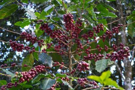 Colheita de café se aproxima e pressiona preços do grão no mercado brasileiro