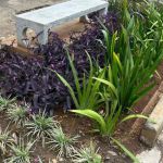 BH facilita criação de jardins em calçadas com menos burocracia; entenda