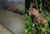 Vídeo: homem mata capivara a pauladas com cabo de vassoura no Recife