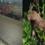 Vídeo: homem mata capivara a pauladas com cabo de vassoura no Recife