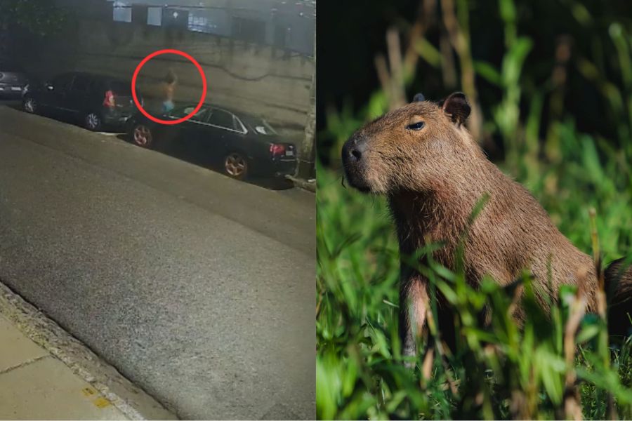 Vídeo: homem mata capivara a pauladas com cabo de vassoura no Recife