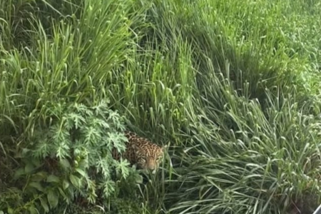 Imagem gerada por IA mostra onça em um lote vago no Gutierrez • Reprodução / Bombeiros