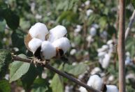 Exportação de algodão paulista para a Índia dispara 160%