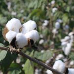 Relatório da Abrapa aponta avança na qualidade do algodão na safra 2024/2025