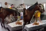 Vídeo: égua relincha no velório do tutor e emociona familiares em SC