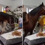 Vídeo: égua relincha no velório do tutor e emociona familiares em SC