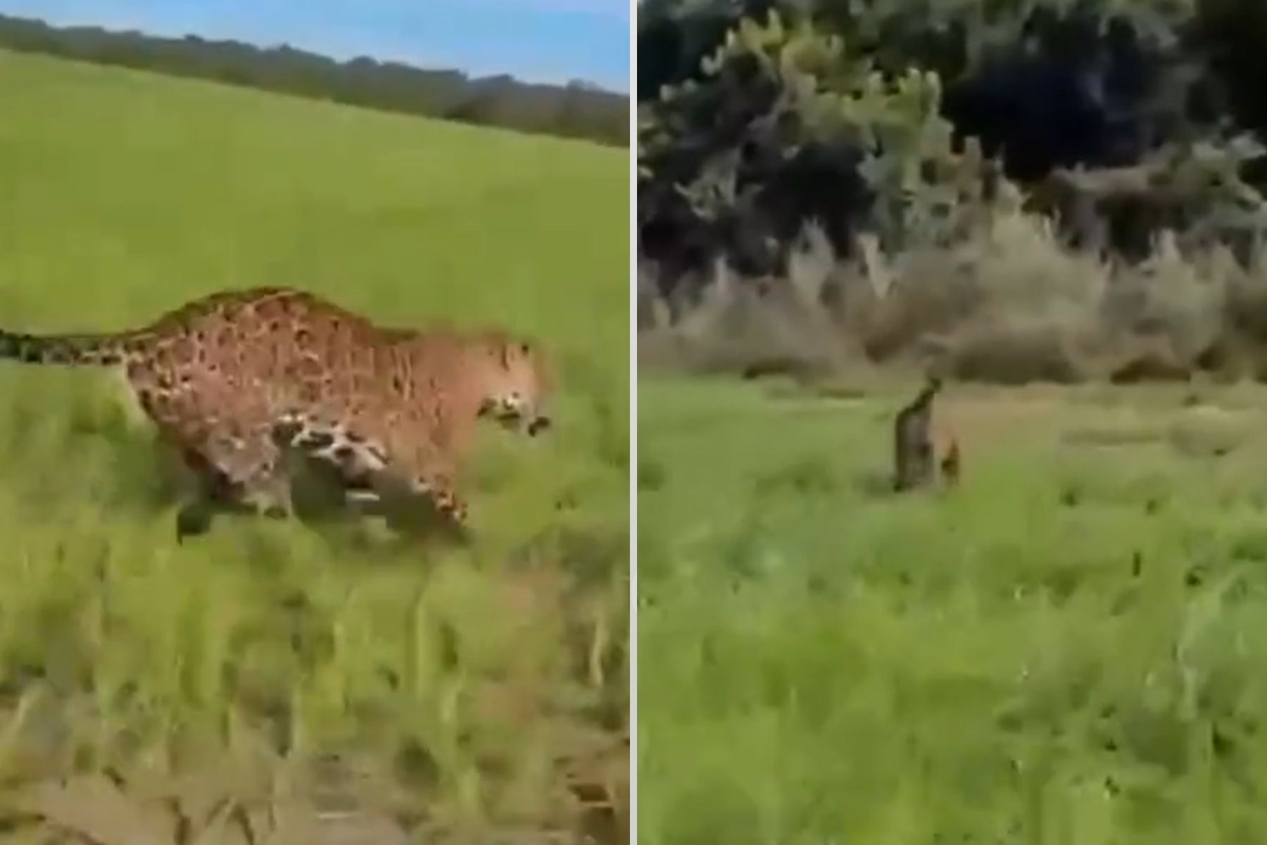 Vídeo: onça-pintada ‘faz escolta’ de fazendeiro no Mato Grosso