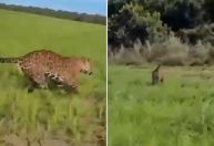 Vídeo: onça-pintada ‘faz escolta’ de fazendeiro no Mato Grosso