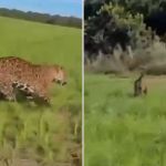 Vídeo: onça-pintada ‘faz escolta’ de fazendeiro no Mato Grosso
