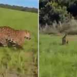 Vídeo: onça-pintada ‘faz escolta’ de fazendeiro no Mato Grosso
