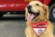 Thor, cão dos Bombeiros de MG que atuou em escolas doações de sangue, morre aos 11 anos