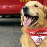 Thor, cão dos Bombeiros de MG que atuou em escolas e doações de sangue, morre aos 11 anos