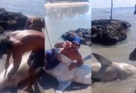 Vídeo: pescadores capturam e mutilam tubarão no PE; homens acabaram multados
