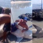 Vídeo: pescadores capturam e mutilam tubarão no PE; homens acabaram multados