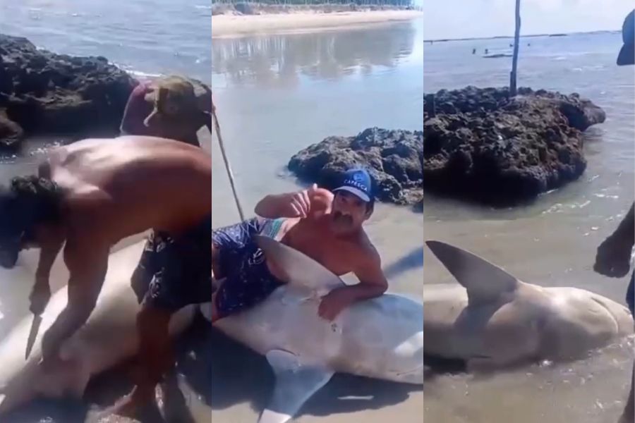 Vídeo: pescadores capturam e mutilam tubarão no PE; homens acabaram multados