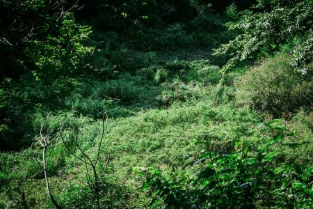 • Lucas Negrisoli/ Itatiaia