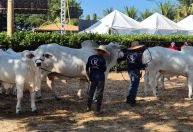 ‘História do Zebu é a história da pecuária brasileira’, diz ex-diretor da ABCZ