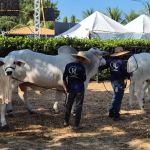 ‘História do Zebu é a história da pecuária brasileira’, diz ex-diretor da ABCZ