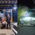 Adolescente aprende a dirigir na internet, furta carro dos pais e viaja para ver 'webnamorada'