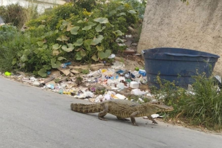 Imagem gerada por IA mostra jacaré em Santa Luzia • Reprodução / Bombeiros