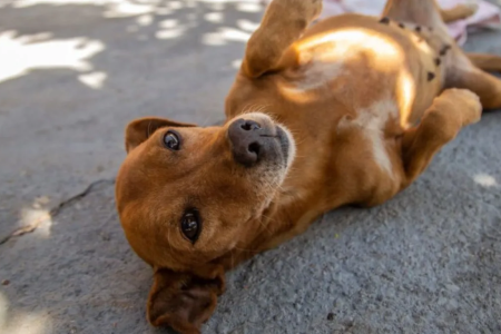 Cachorro caramelo foi reconhecido pelo México